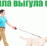 Правила выгула собак - Город Волгореченск